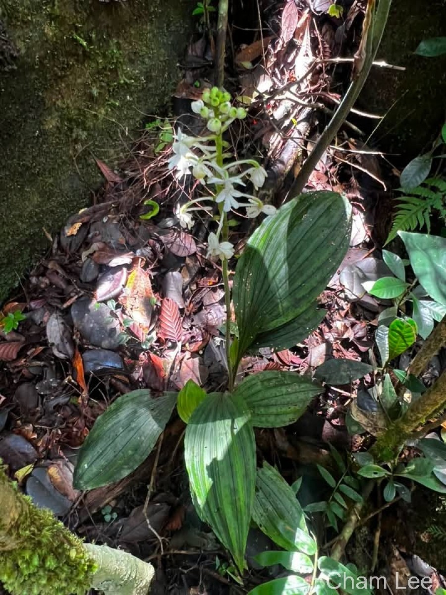 Calanthe triplicata (Willemet) Ames